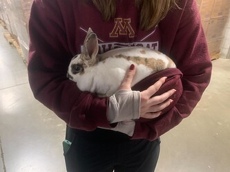 bunny :)