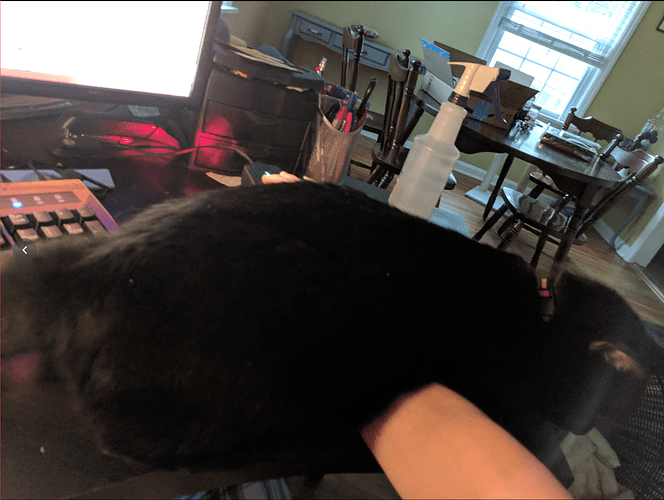 cat