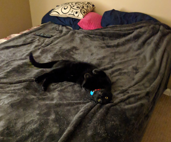 cat2