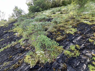 IMG_3485