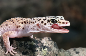 leopard%20gecko.jpg