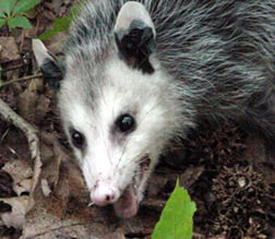 Opossum- face only a mother could love sm.jpg