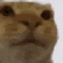 ezgif.com-gif-maker