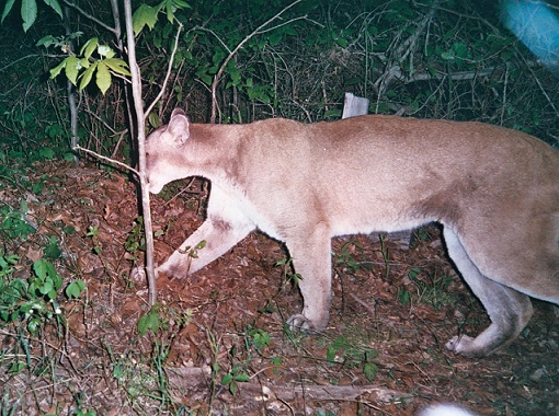 Indiana cougar.jpg