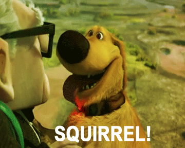 UP-squirrel-dog-animated-gif